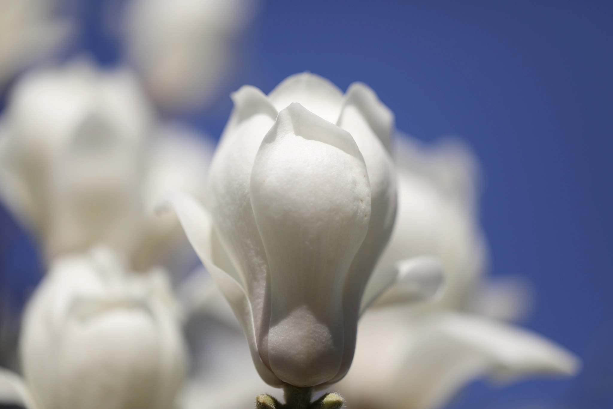 Canon EF 100mm F2.8L Macro IS USM sample photo. White bud photography