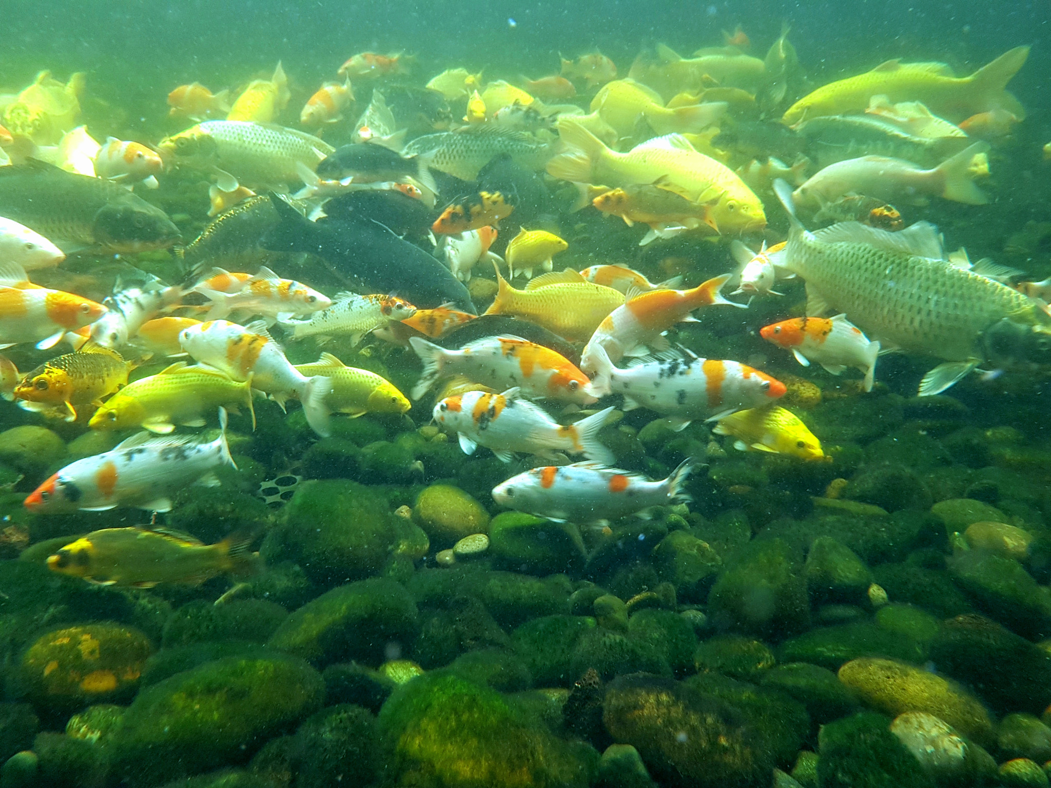 Samsung Galaxy Note Fan Edition sample photo. Fish photography