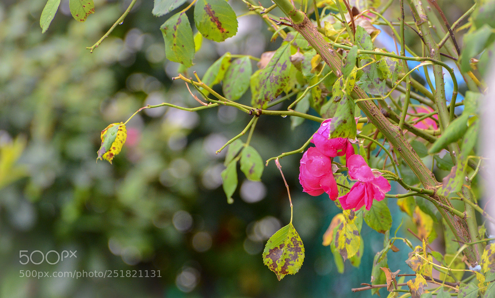 Nikon D600 sample photo. Sick but lovely  photography