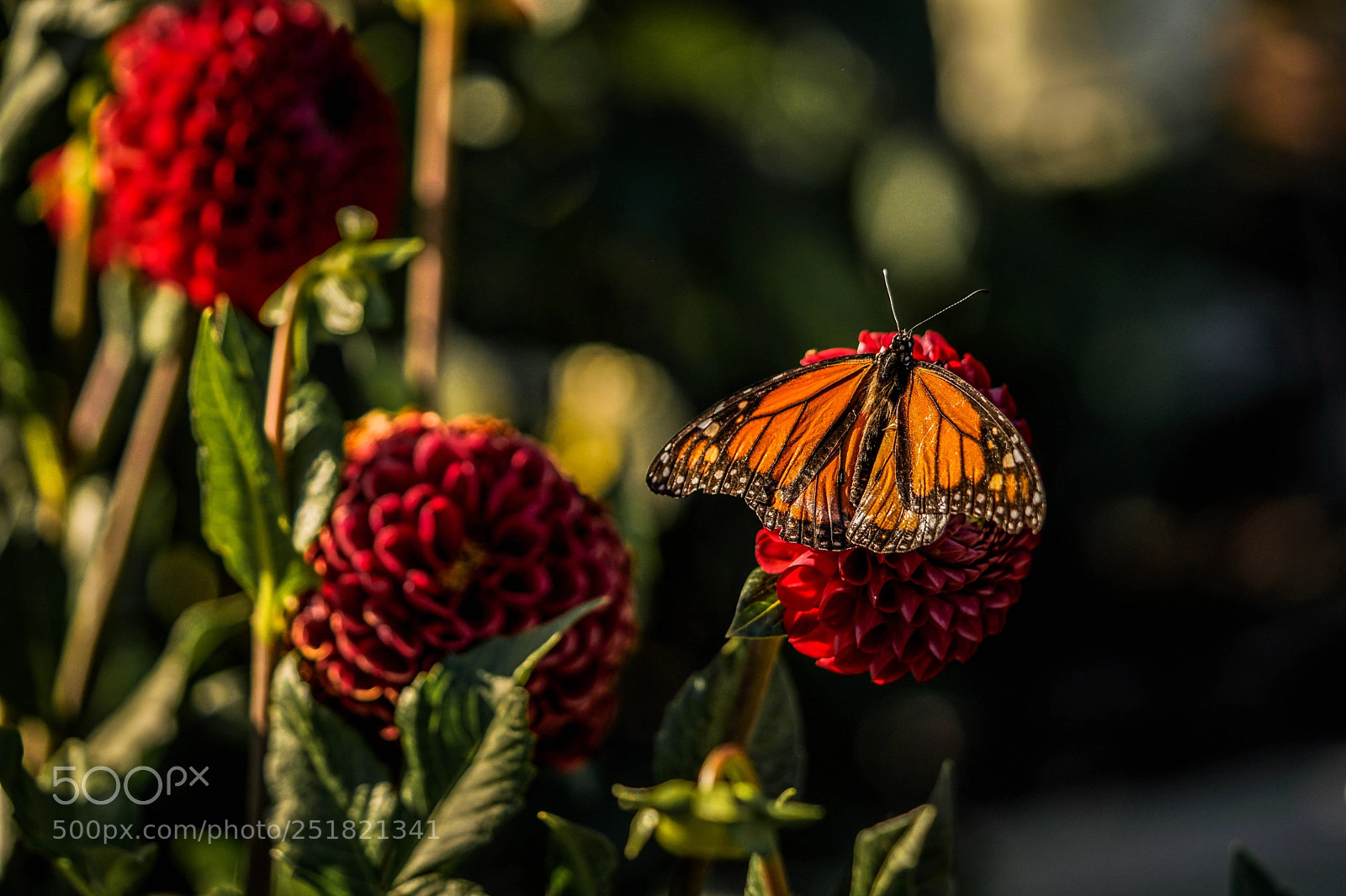 Sony a6300 sample photo. Monarchy photography