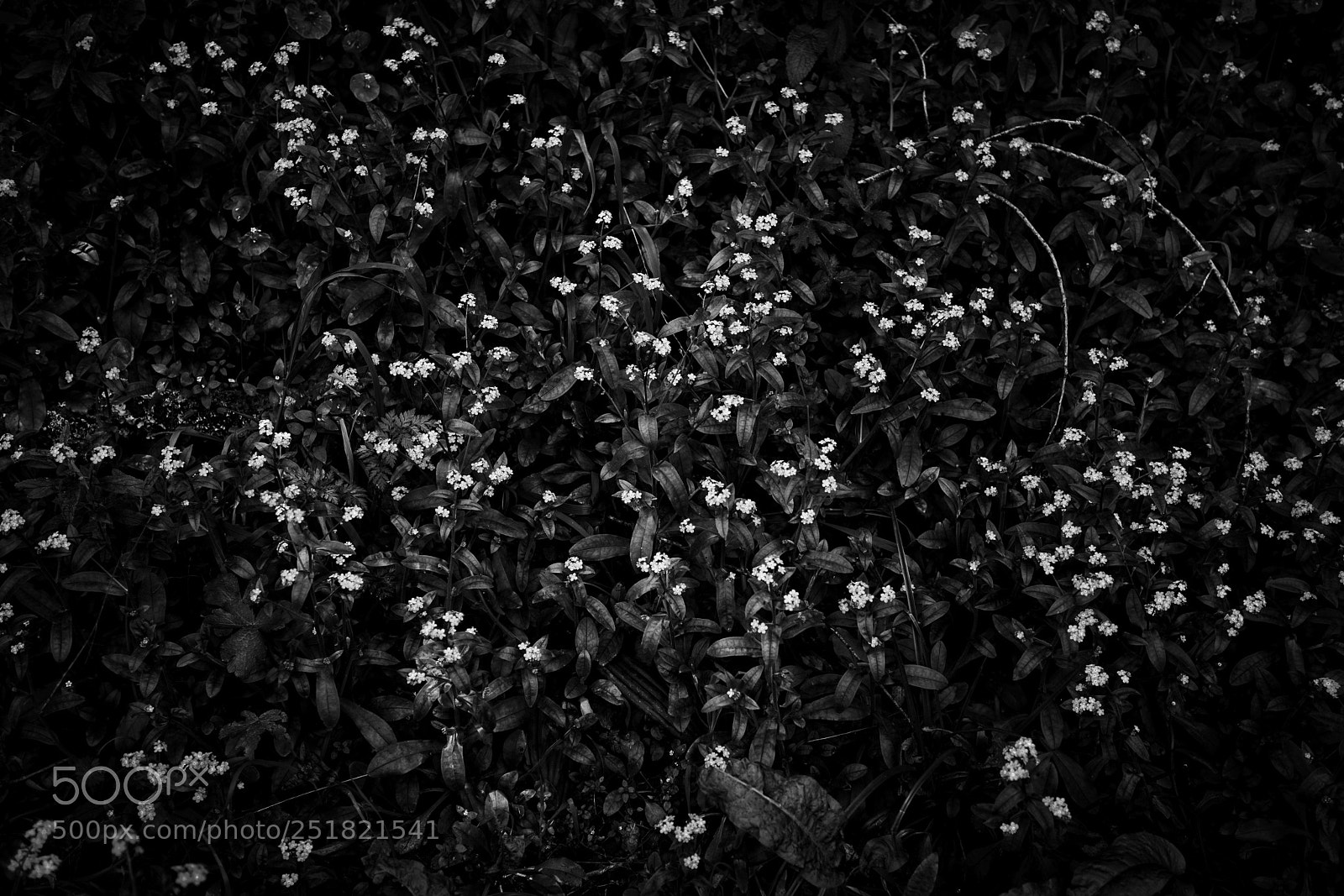 Sony a7R III sample photo. Forget-me-not photography