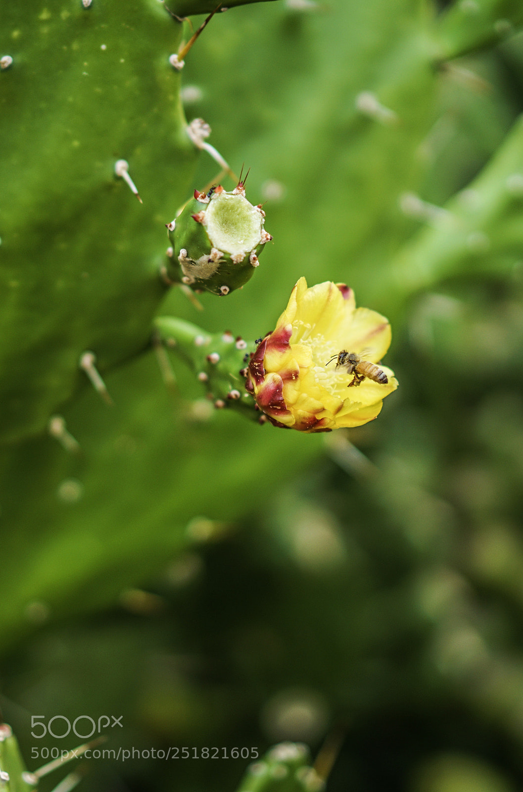 Sony a7R II sample photo. Cactus photography