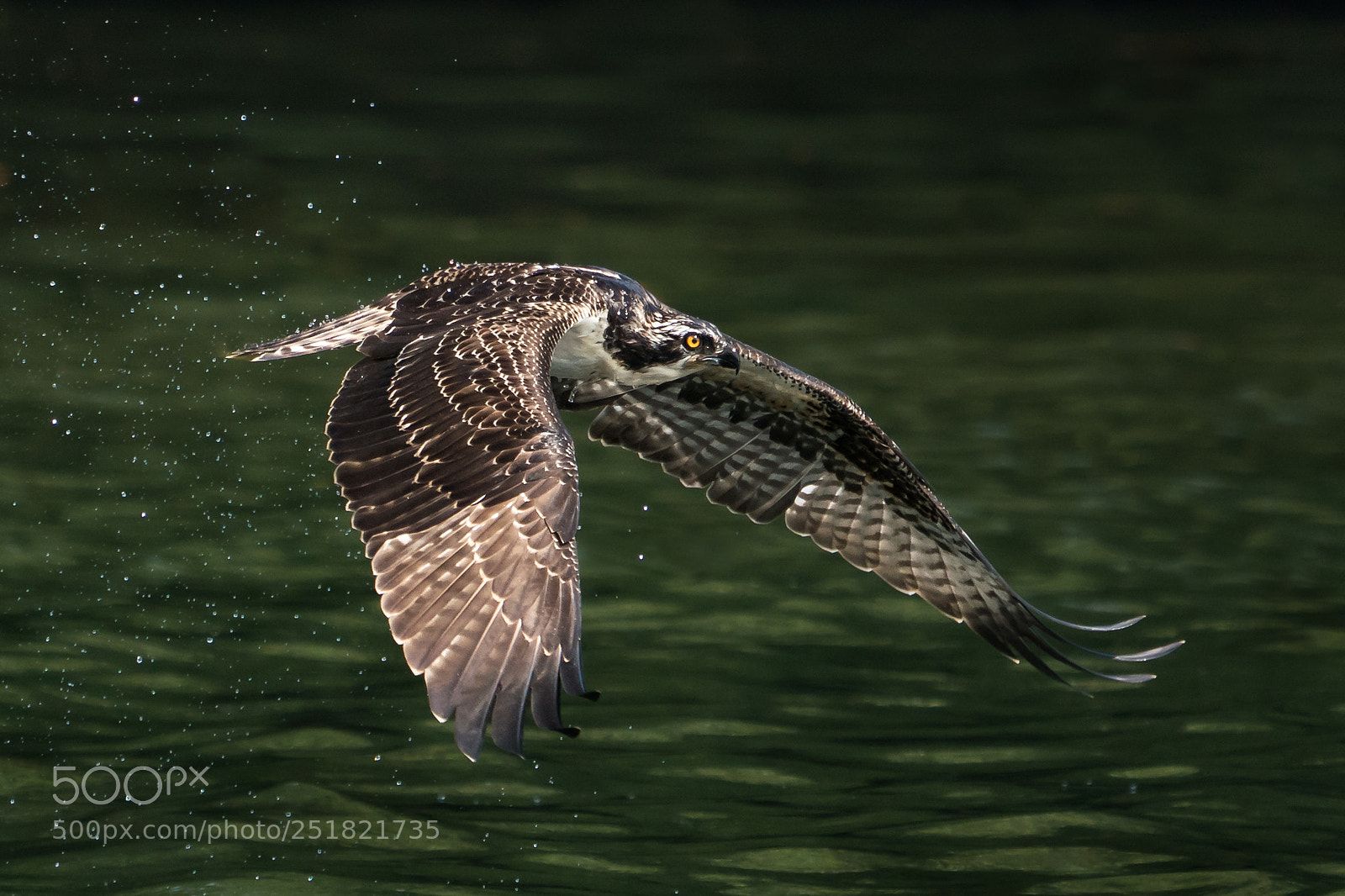 Sony a9 sample photo. Osprey takeoff xiv photography