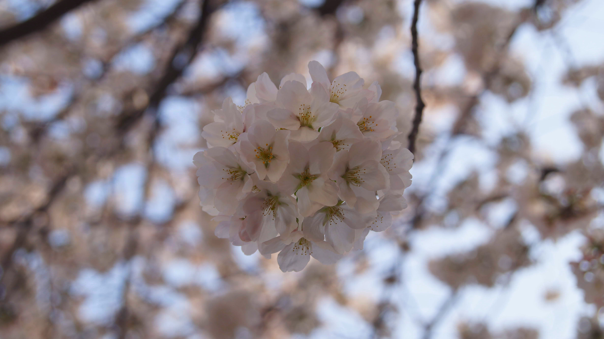 Sony SLT-A35 sample photo. Spring in the air photography