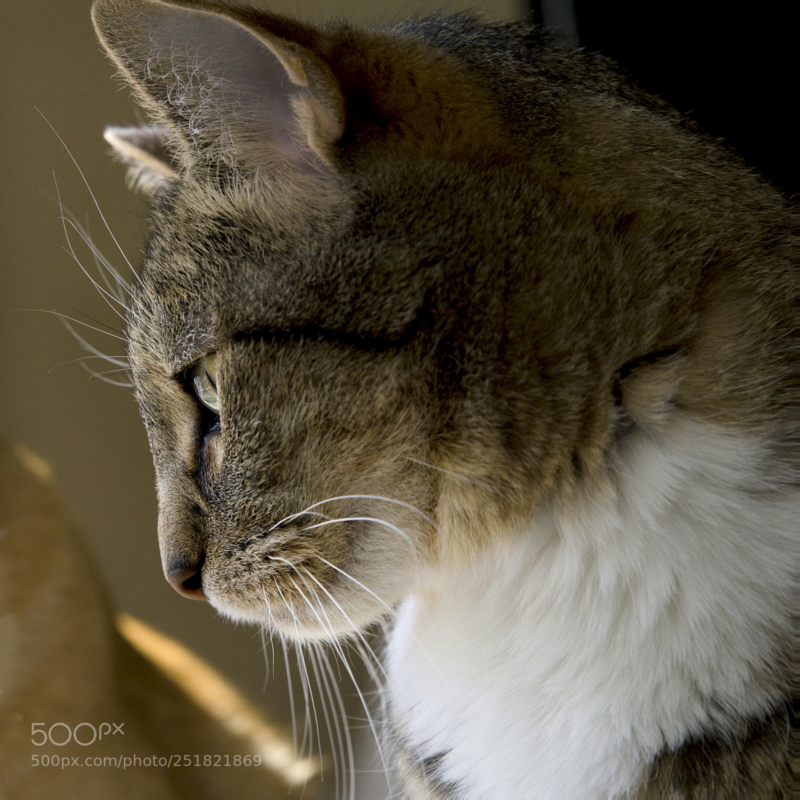Nikon D7000 sample photo. Lola <3 photography
