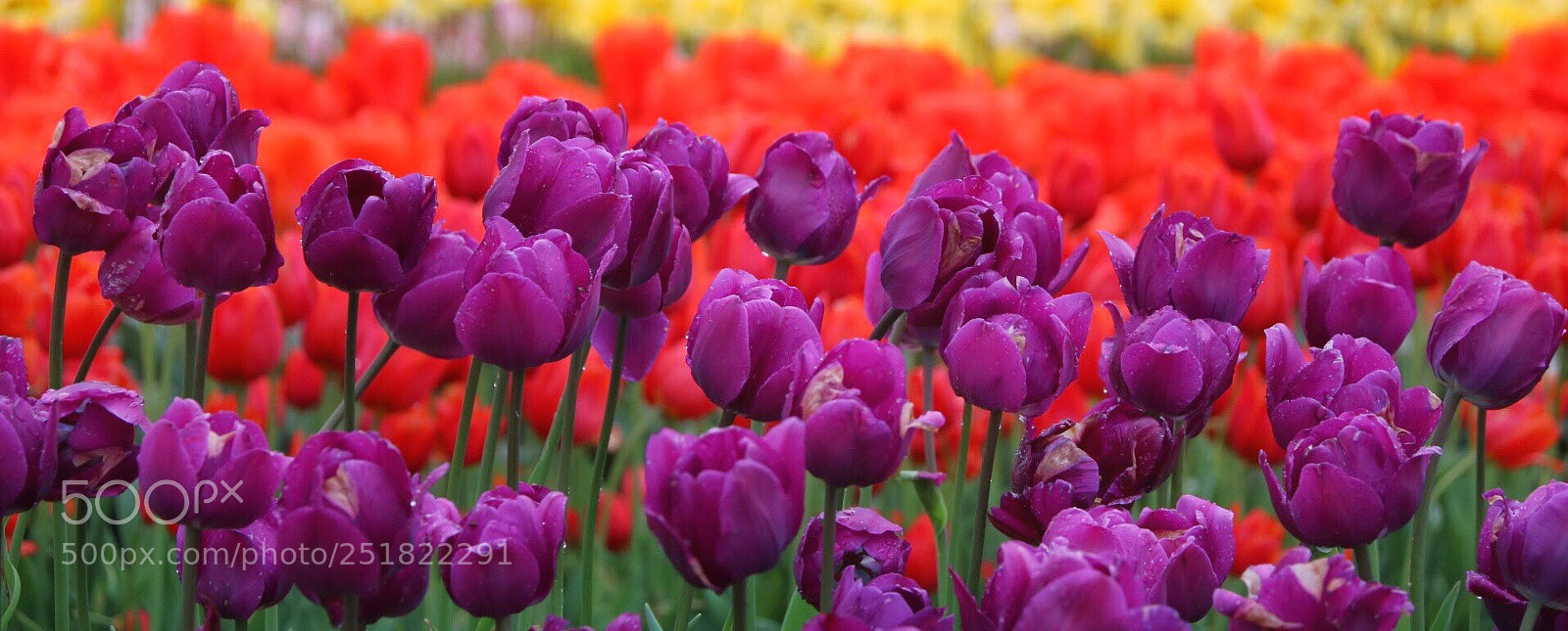 Canon EOS 750D (EOS Rebel T6i / EOS Kiss X8i) sample photo. Spring.. photography