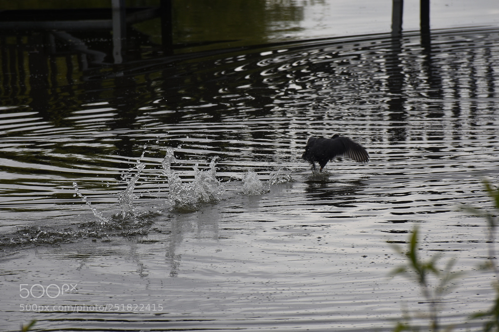 Nikon D7200 sample photo. 野鸭 photography