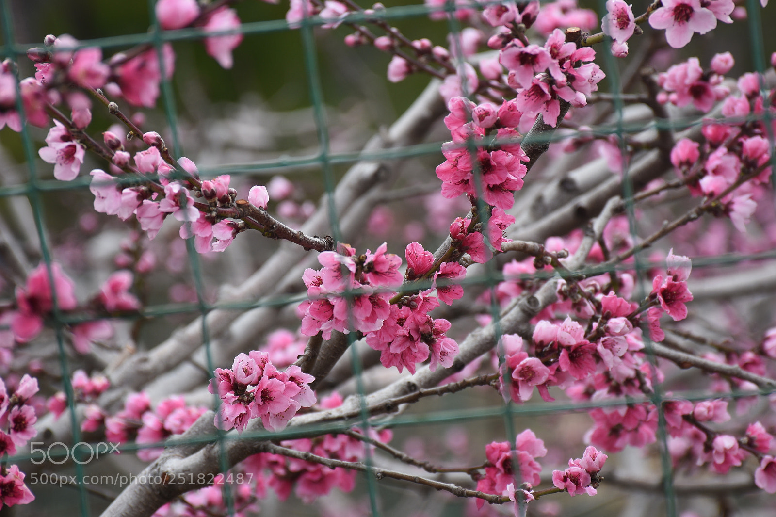 Nikon D7200 sample photo. 被关住的桃花 photography
