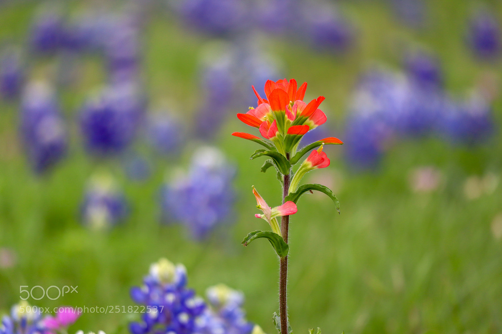 Canon EOS M50 (EOS Kiss M) sample photo. K flower with red photography