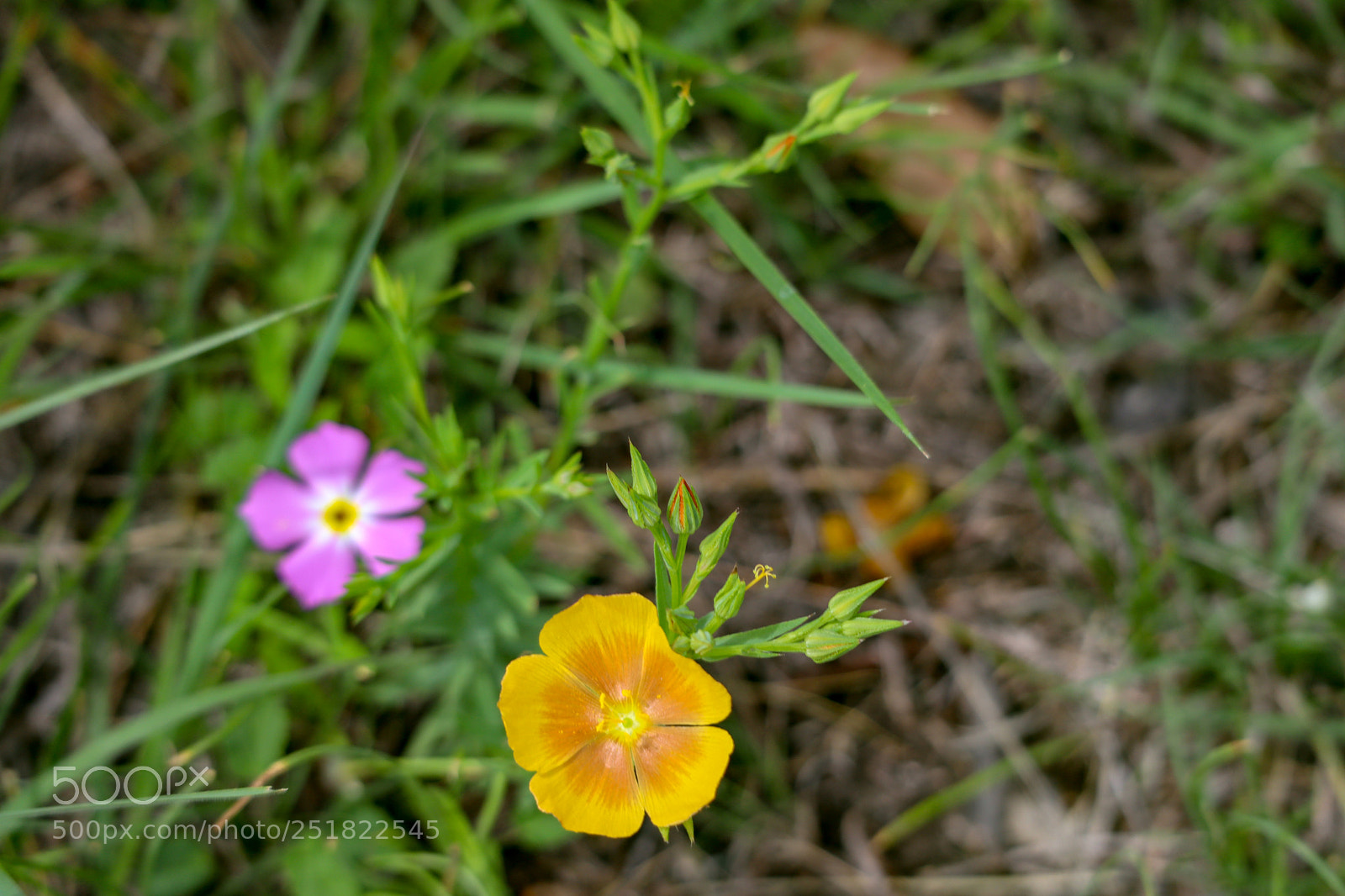 Canon EOS M50 (EOS Kiss M) sample photo. (k) small spring flowers photography