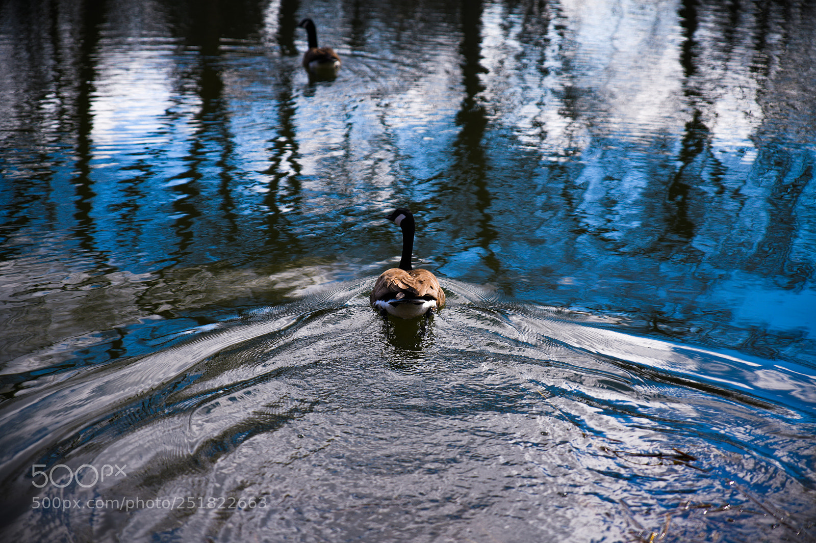 Nikon D850 sample photo. Goose photography