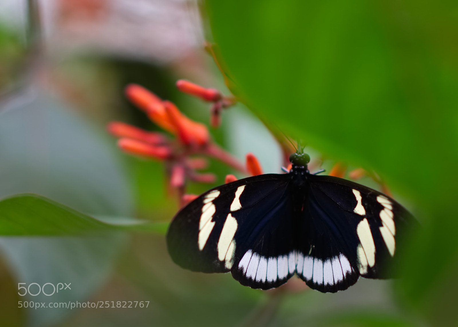 Nikon D3300 sample photo. Butterfly 2 photography
