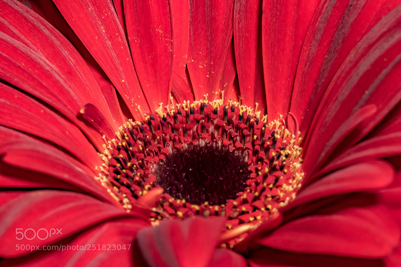 Sony a7R II sample photo. Center of the gerber photography