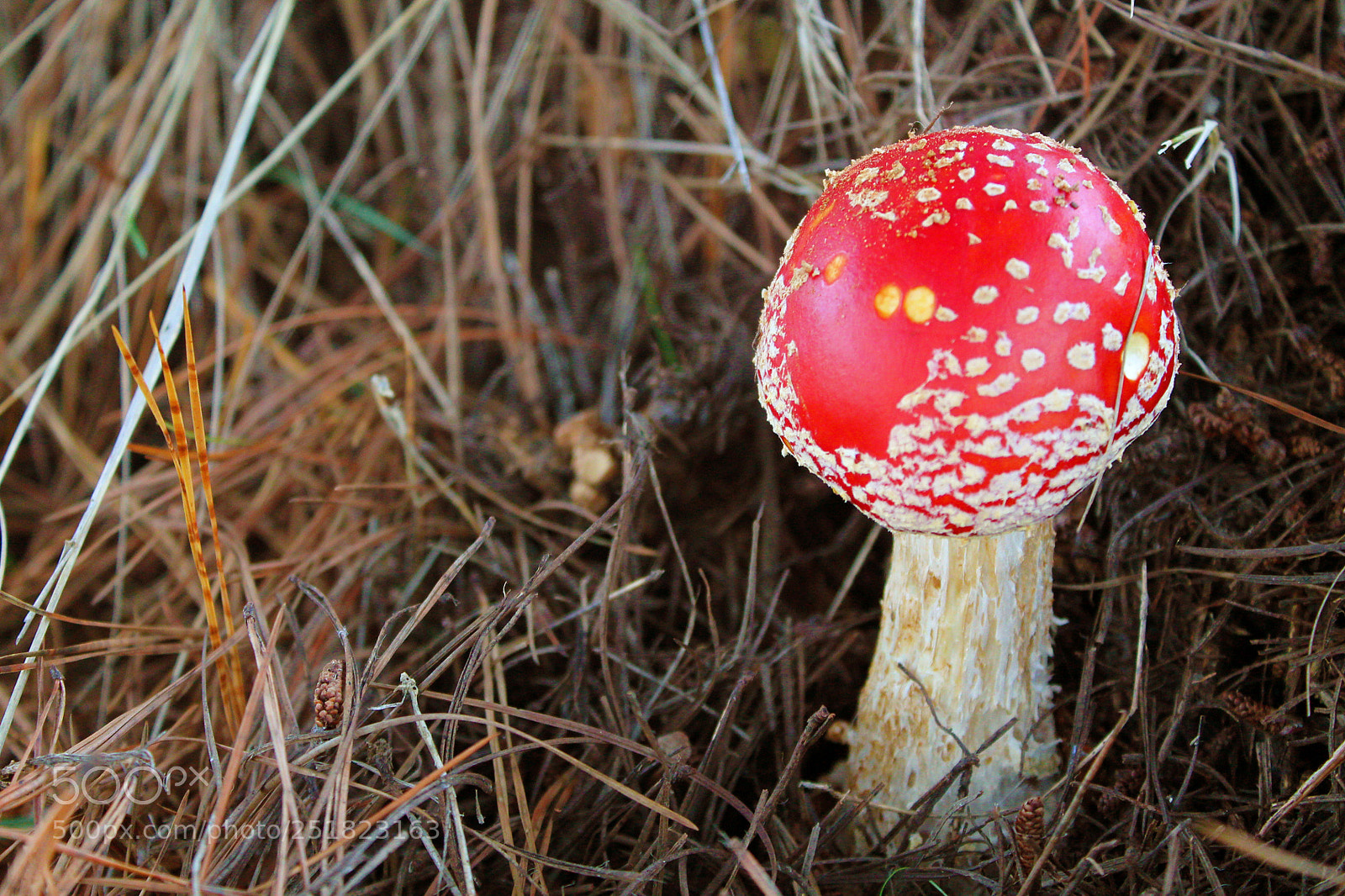 Canon EOS 1100D (EOS Rebel T3 / EOS Kiss X50) sample photo. Mushroom.jpg photography