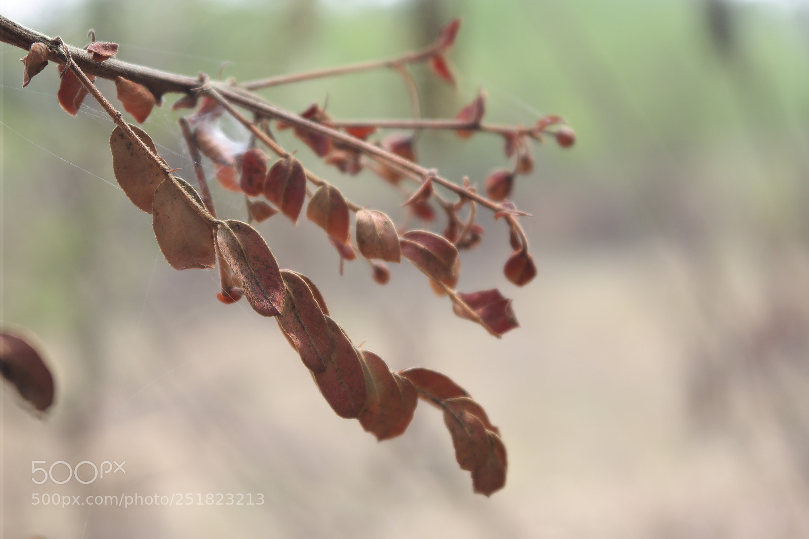 Samsung NX2000 sample photo. Summer at belthur photography