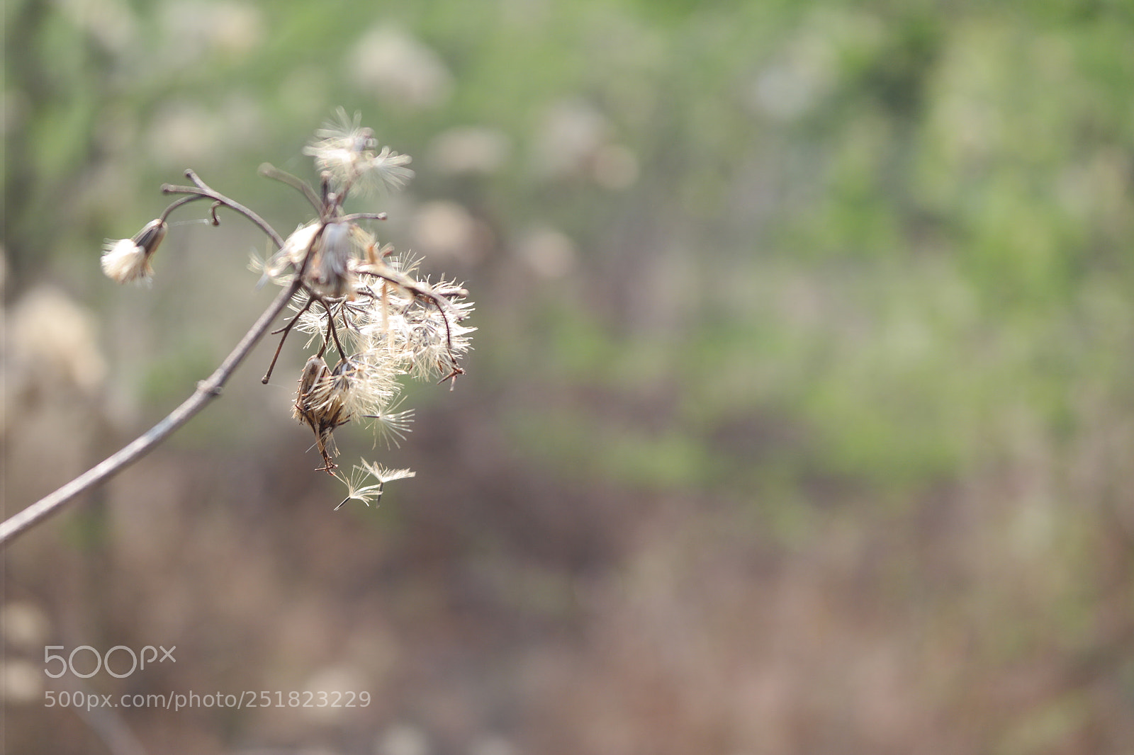 Samsung NX2000 sample photo. Summer at belthur photography