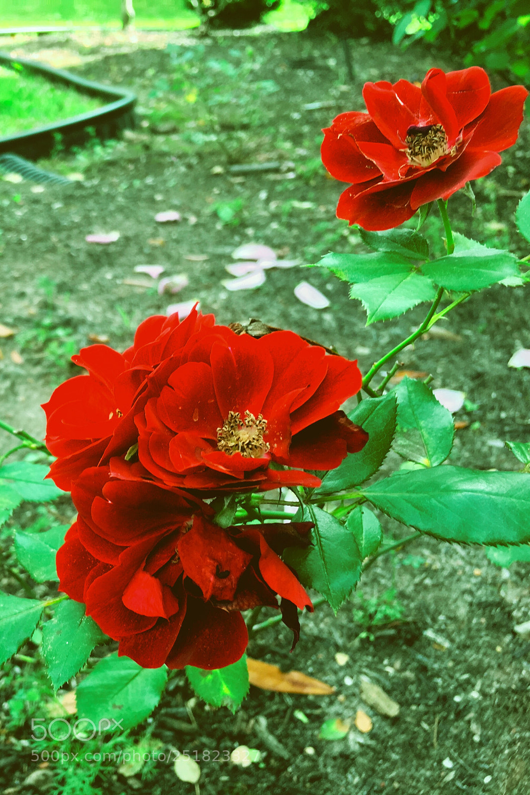 Apple iPhone 6s sample photo. Velvet rose photography