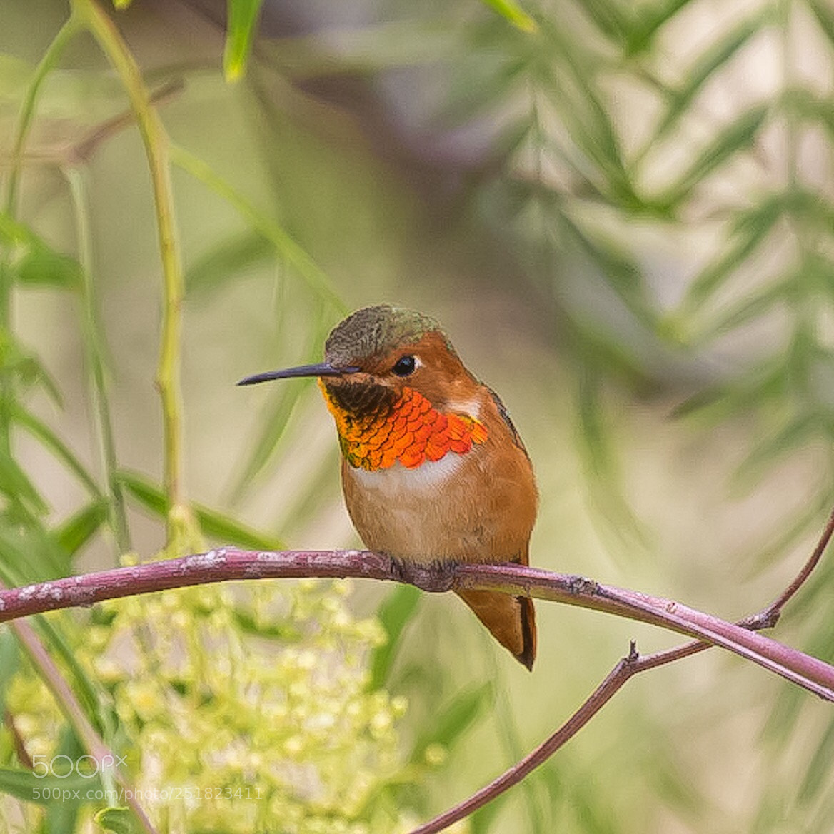 Canon EOS-1D X sample photo. Colorful hummingbird  photography