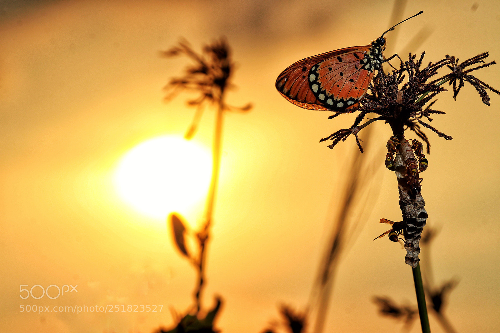 Canon EOS M5 sample photo. Butterfly and bee photography