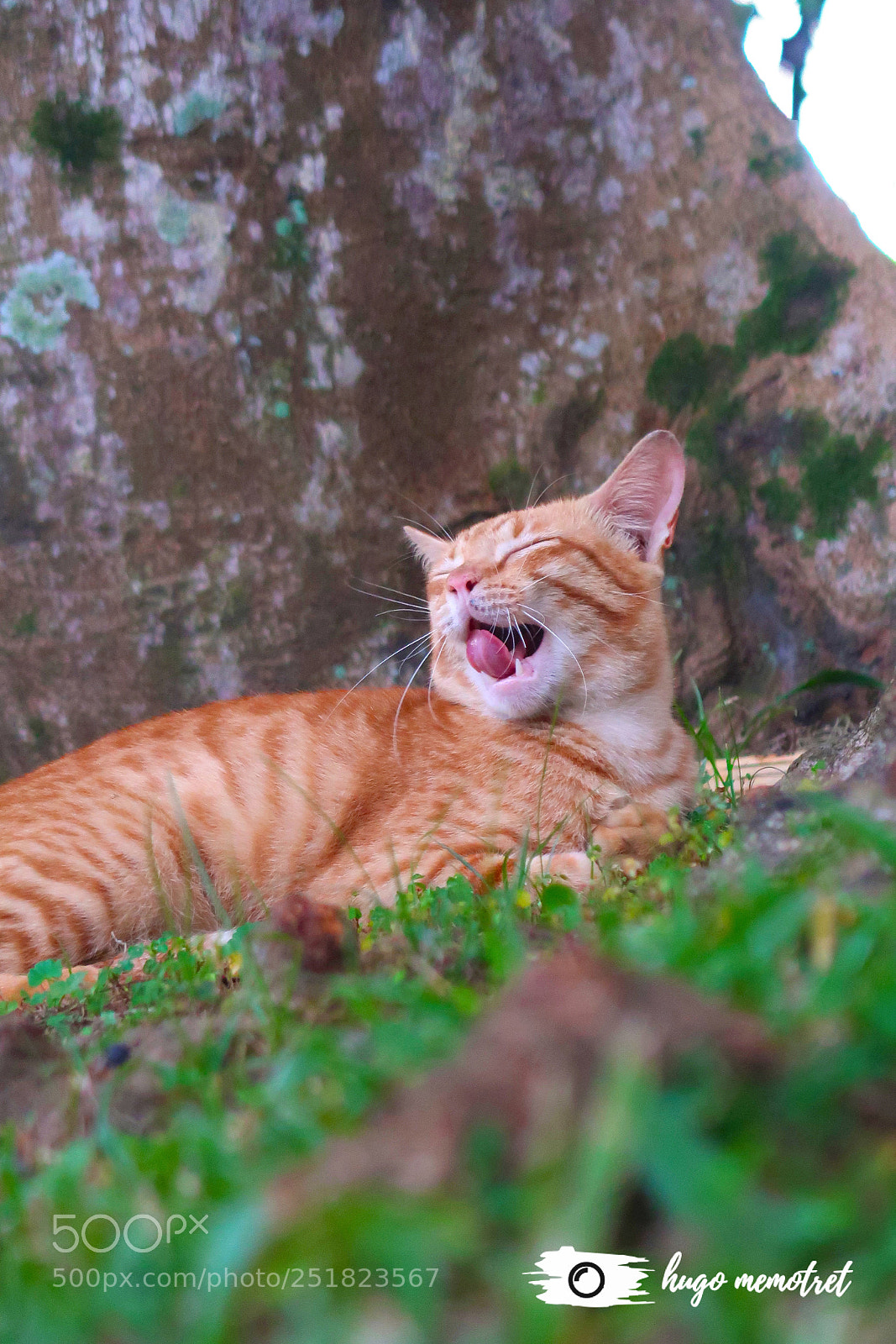 Canon PowerShot G7 X Mark II sample photo. Sleepy cat photography