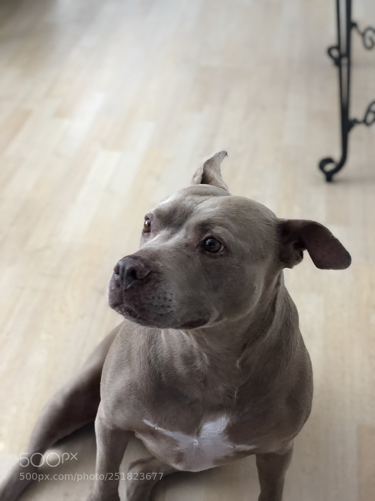 Apple iPhone X sample photo. Dac bdcdfce photography