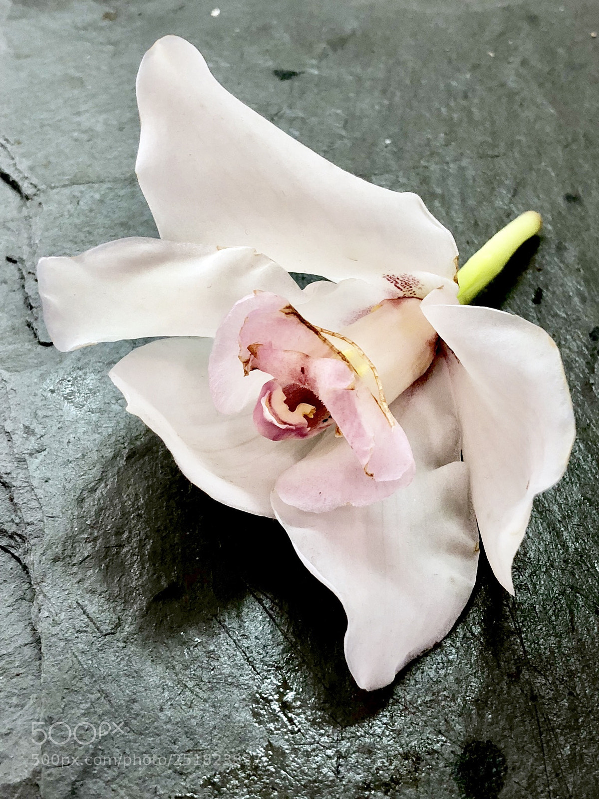 Apple iPhone X sample photo. Abcba fc ed f photography