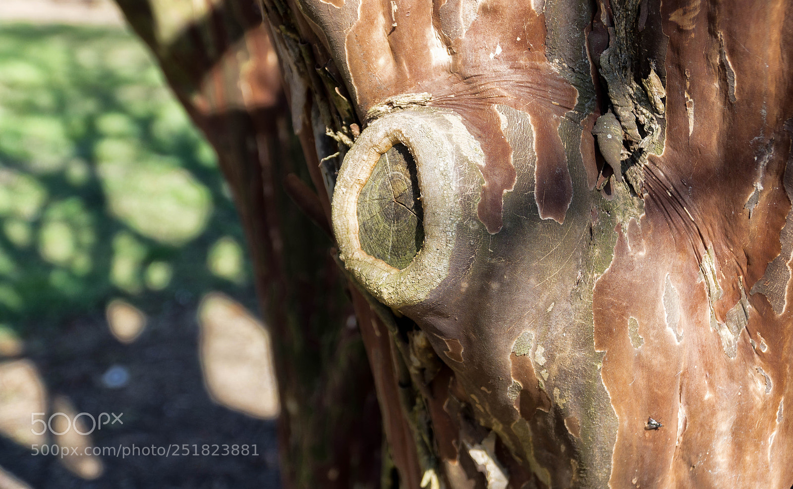 Sony a6500 sample photo. The outer bark of photography