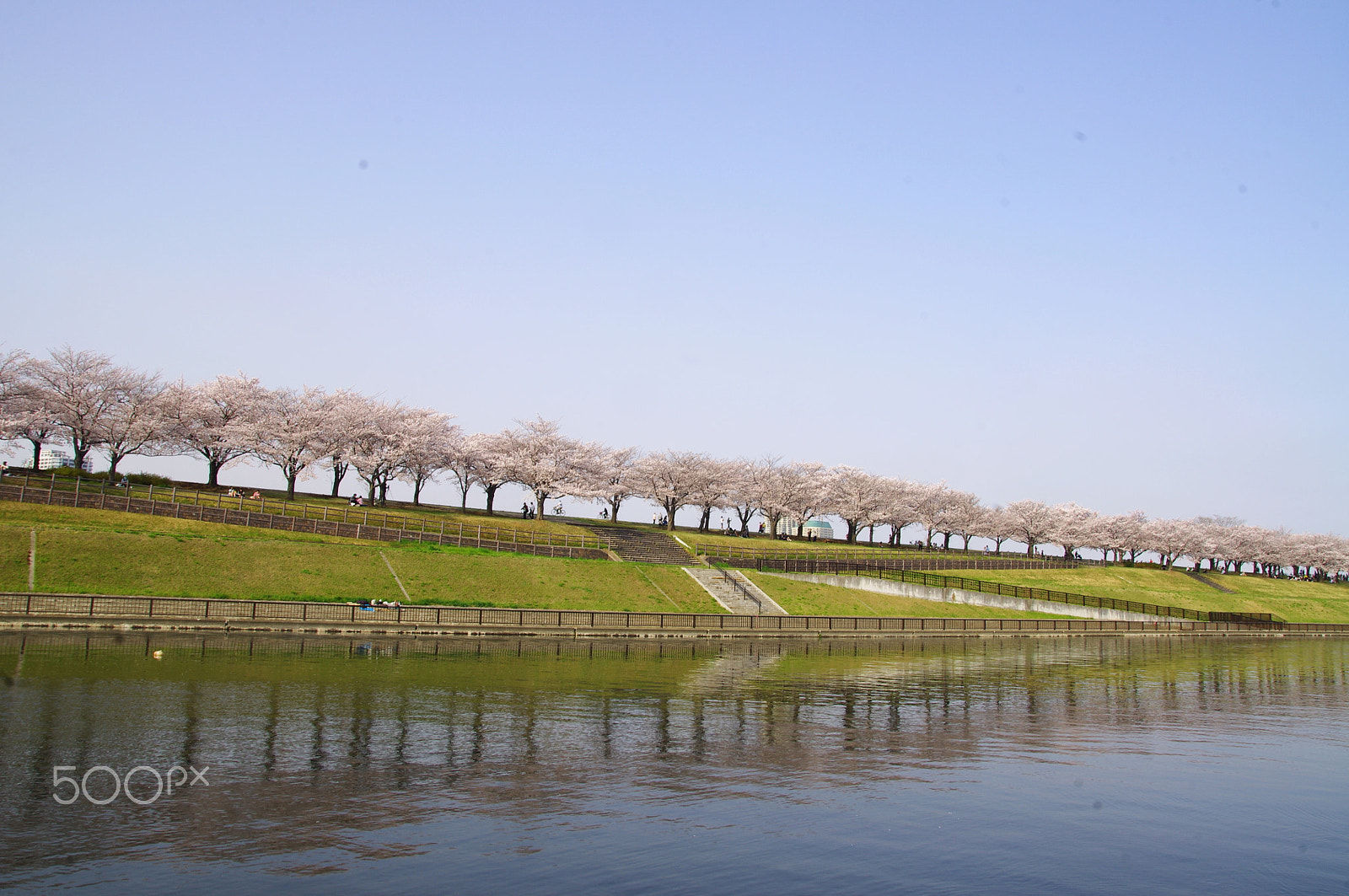 Sigma 17-70mm F2.8-4 DC Macro OS HSM sample photo. Sakura, tokyo, japan photography