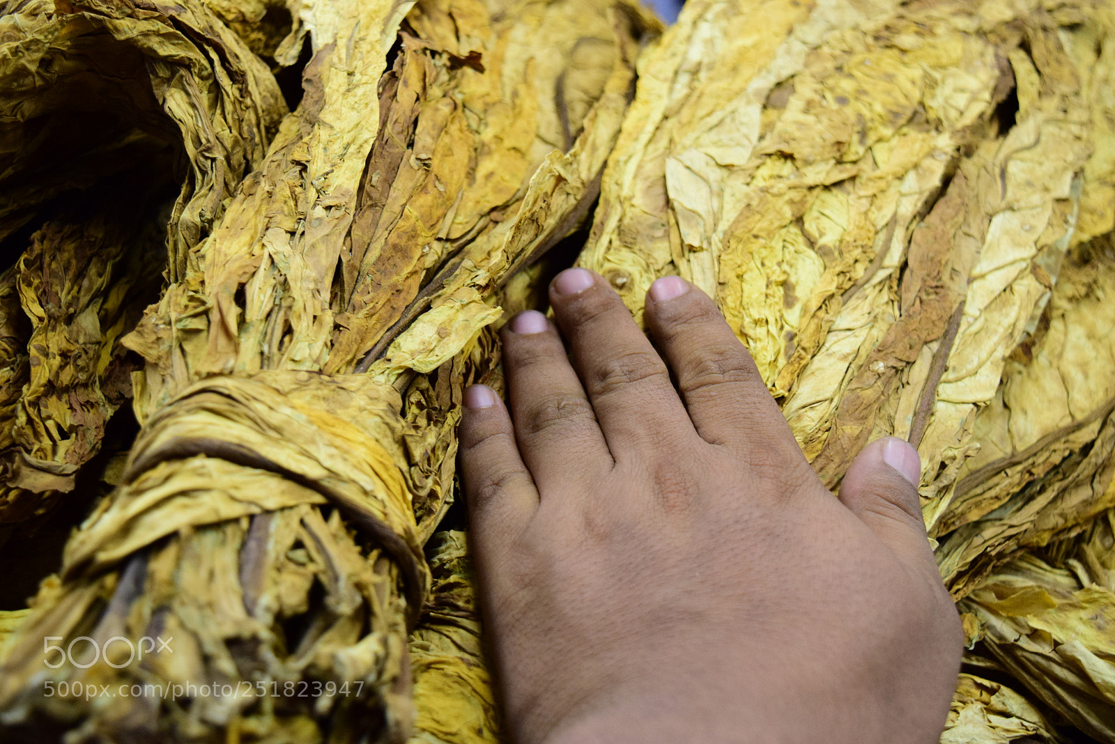 Nikon D3300 sample photo. Untitled photography