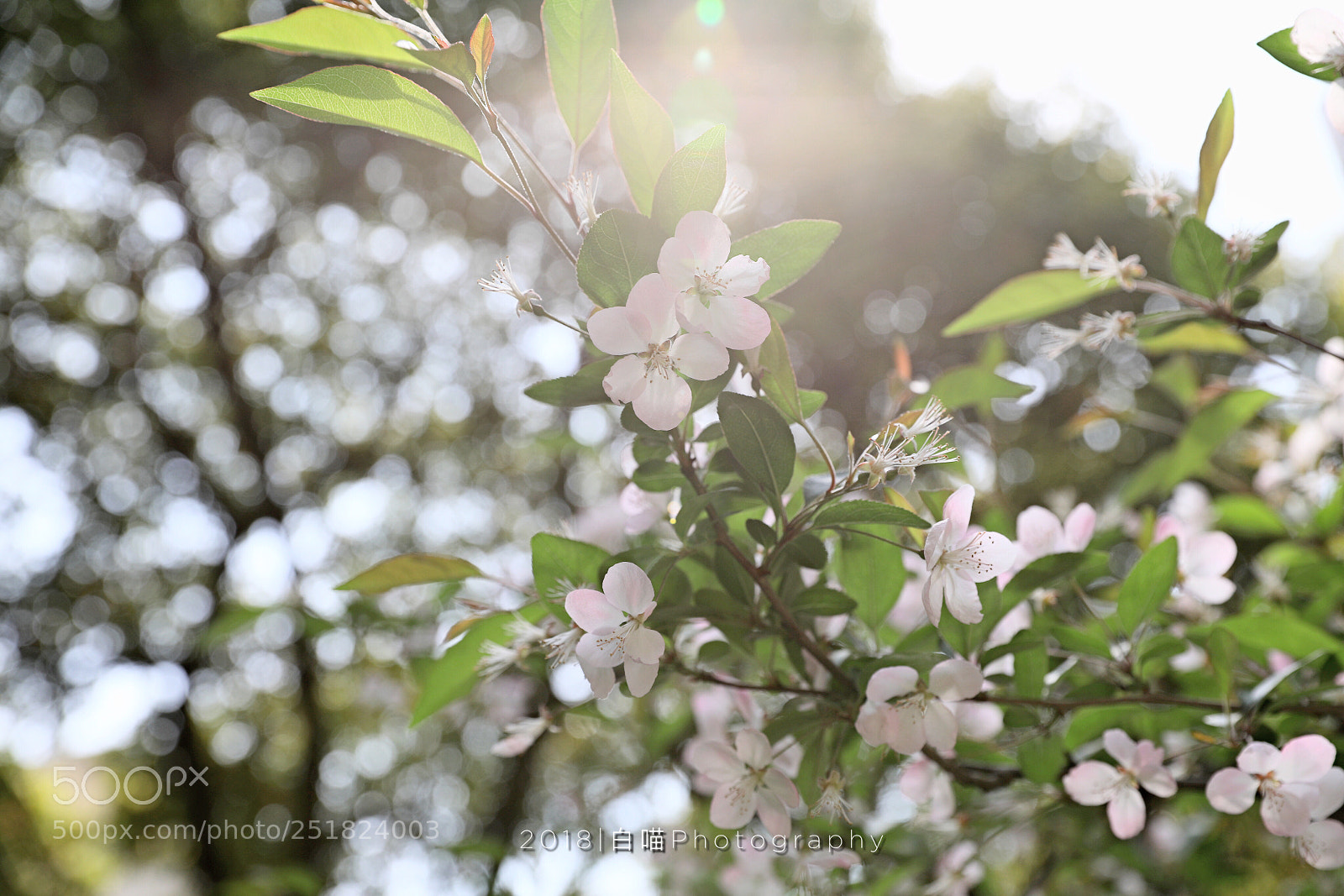 Canon EOS 5D Mark IV sample photo. Untitled photography