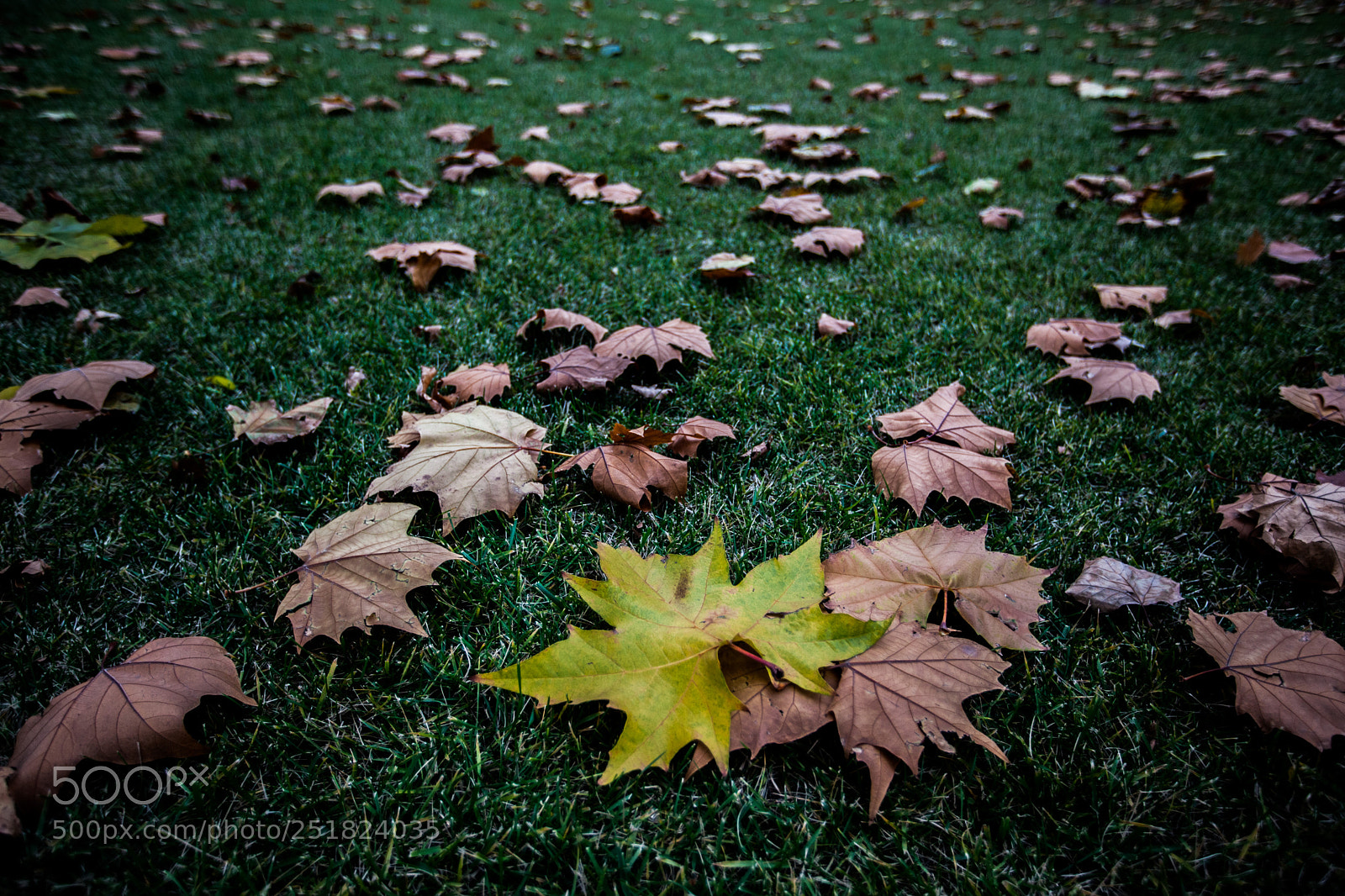 Canon EOS 5D Mark II sample photo. Untitled photography