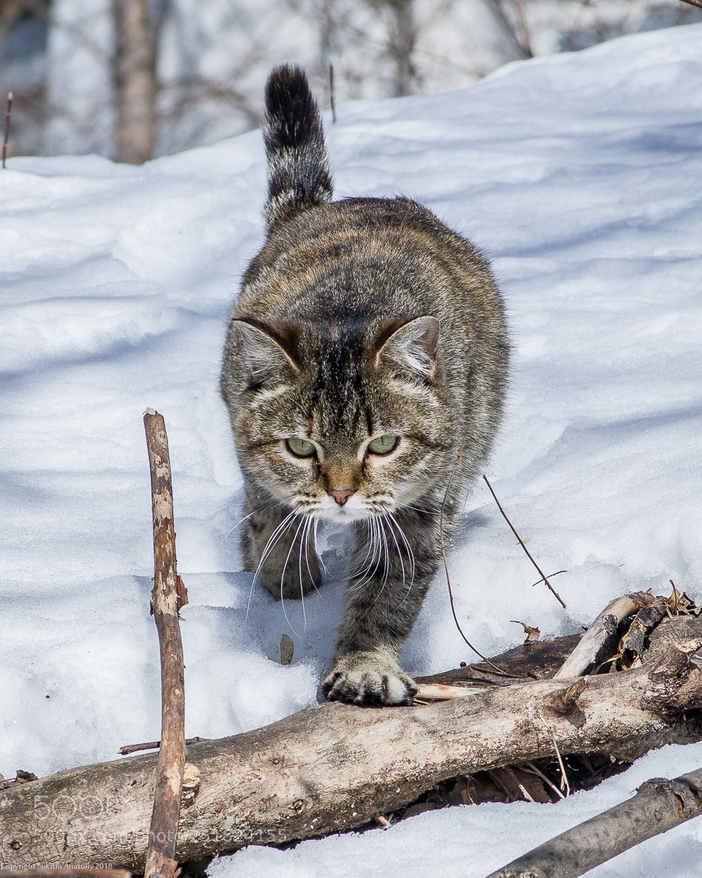 Pentax K-3 sample photo. I'm coming to you! photography