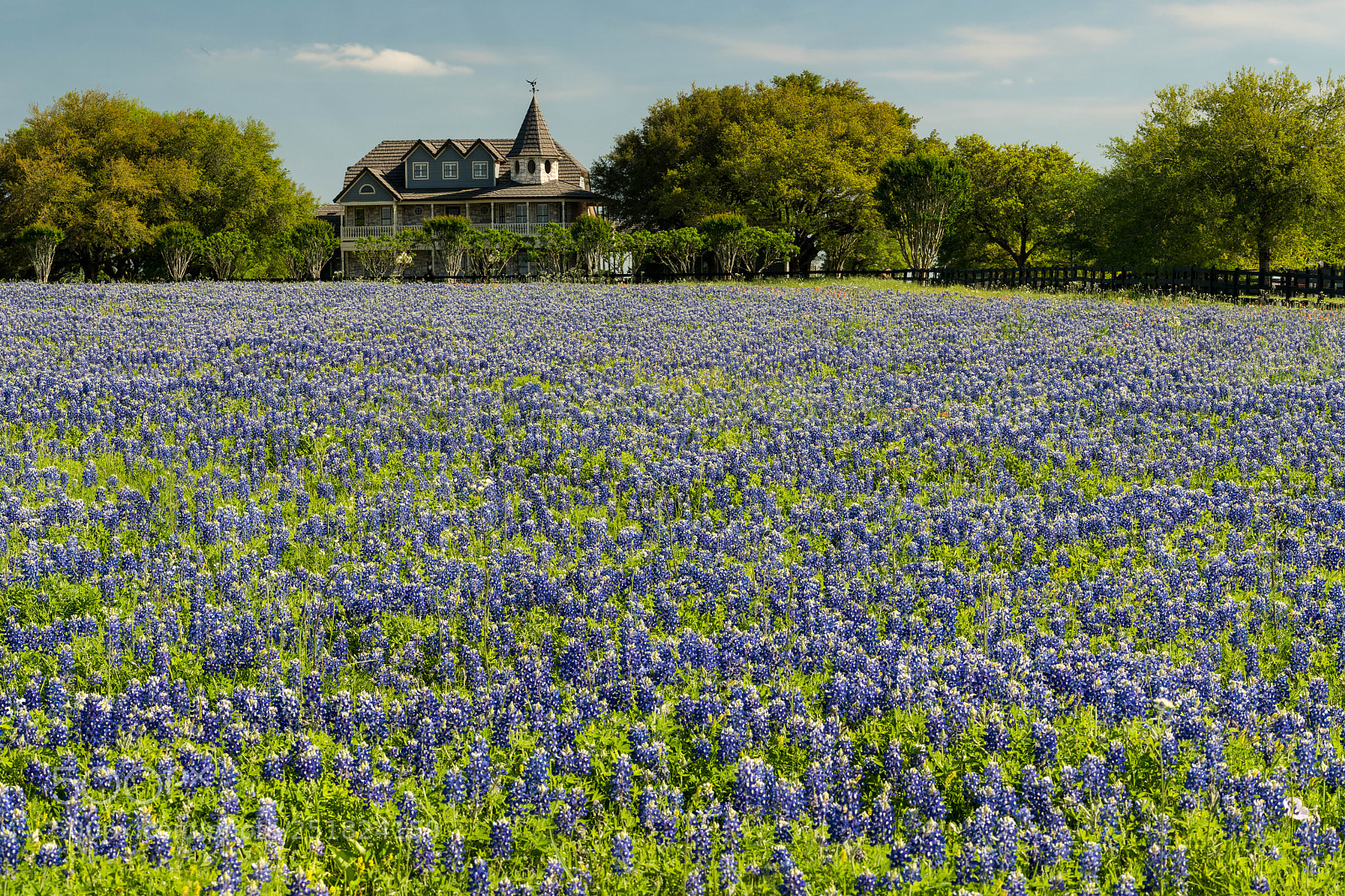 Sony a7R III sample photo. Bluebonnets in brenham photography