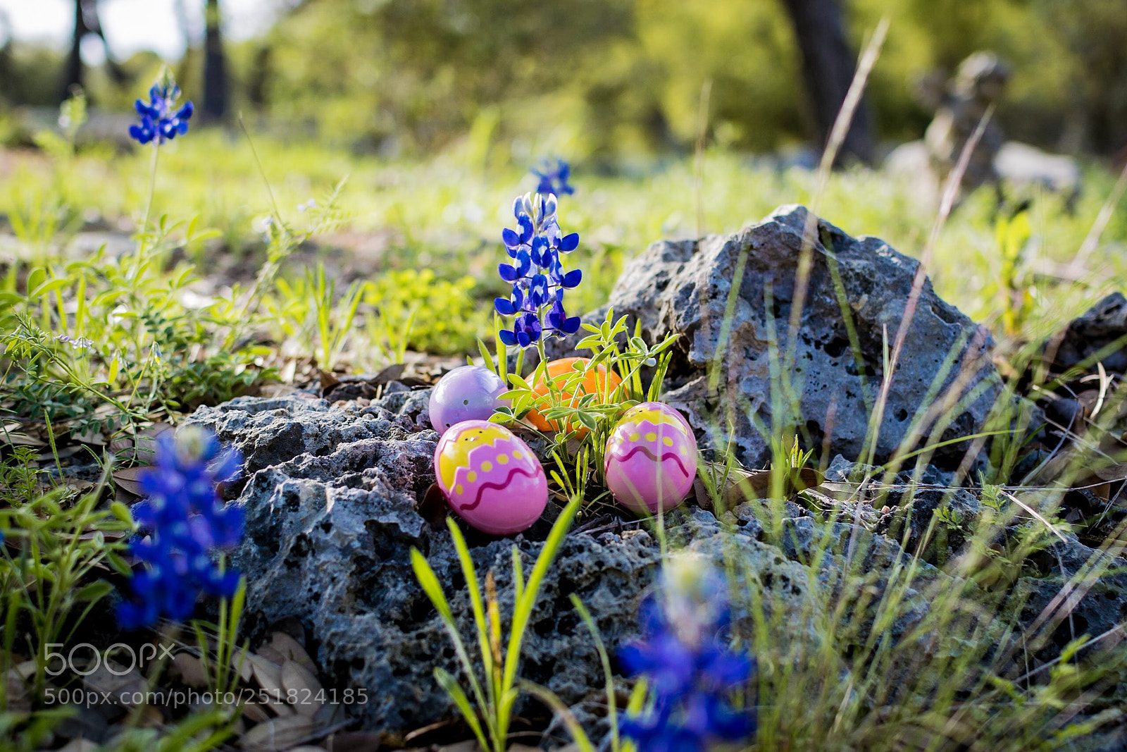 Nikon D5300 sample photo. Easter bluebonnet photography
