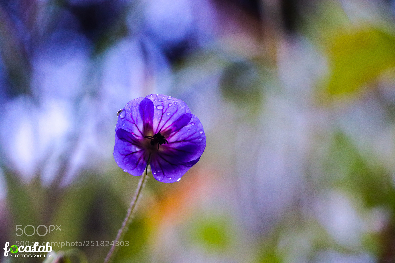 Canon EOS 80D sample photo. 10908.jpg photography
