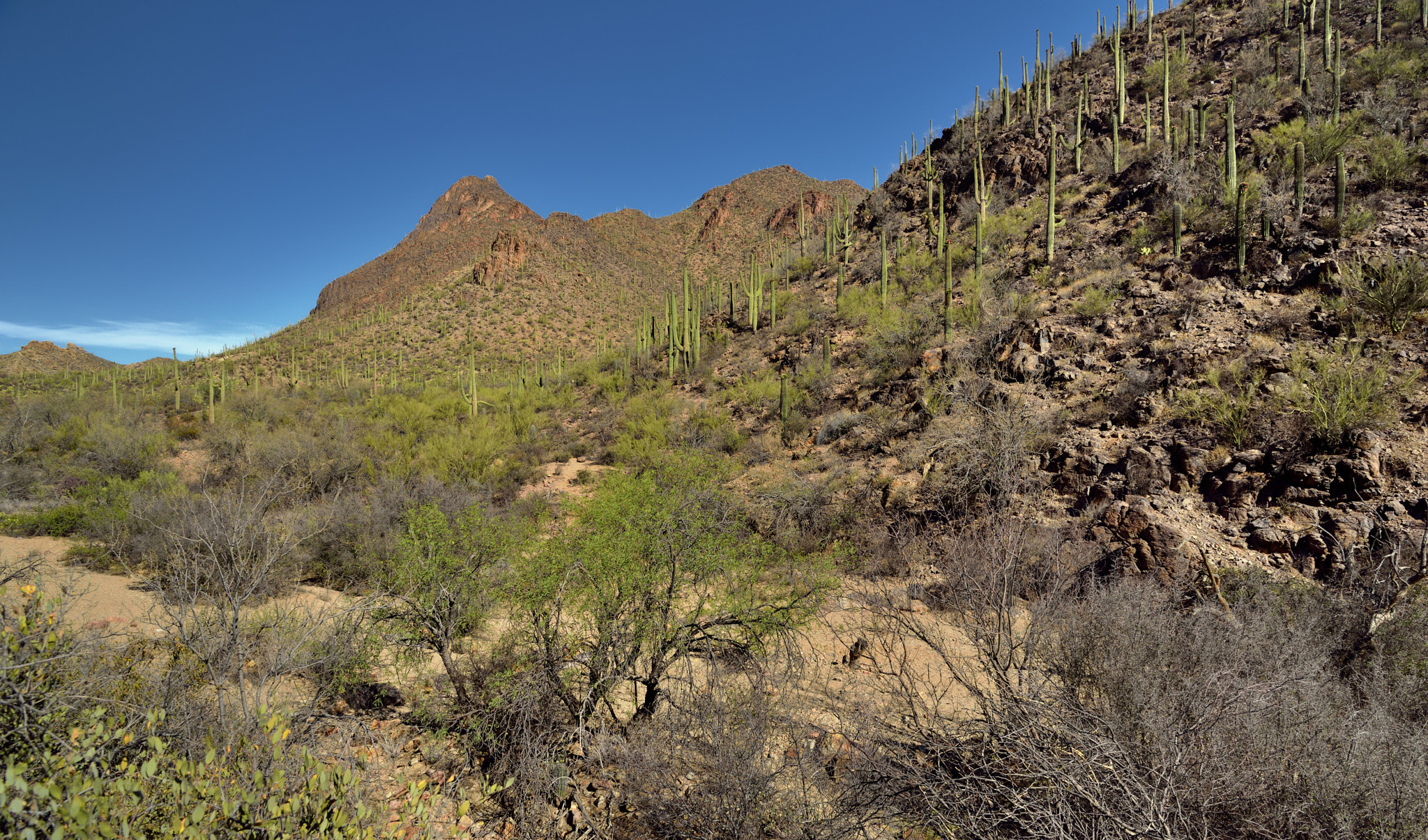 Nikon AF-S Nikkor 24-120mm F4G ED VR sample photo. A roadside stop along the tucson mountains photography