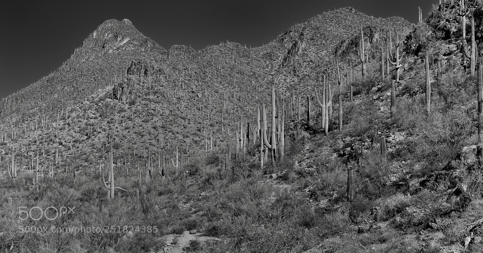 Nikon D800E sample photo. Morning views of the photography