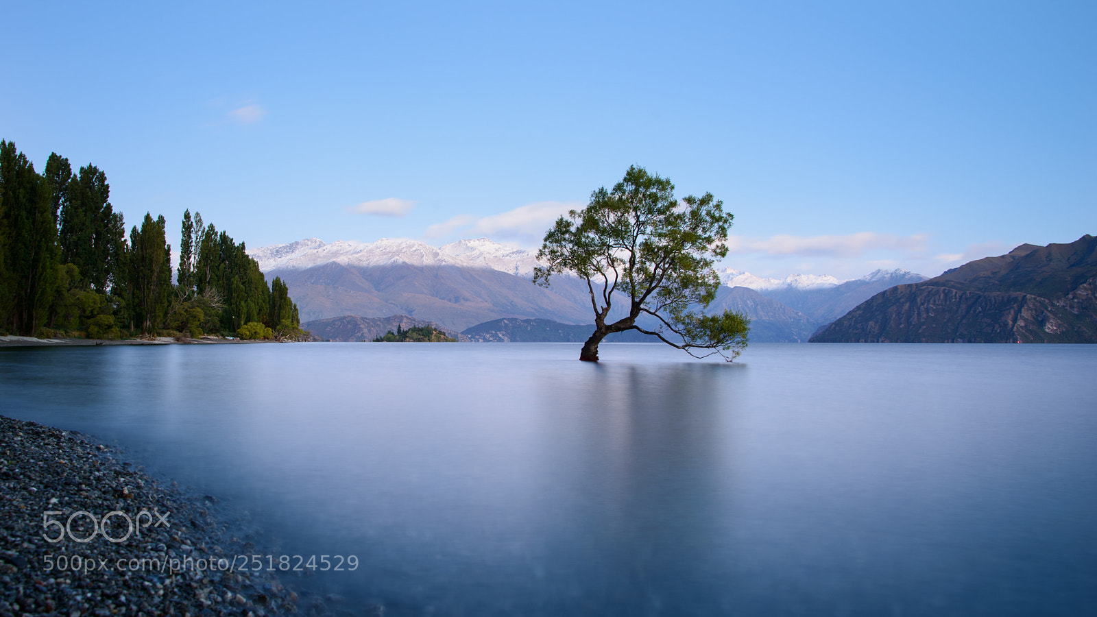 Nikon D800 sample photo. Lone wanaka tree at photography
