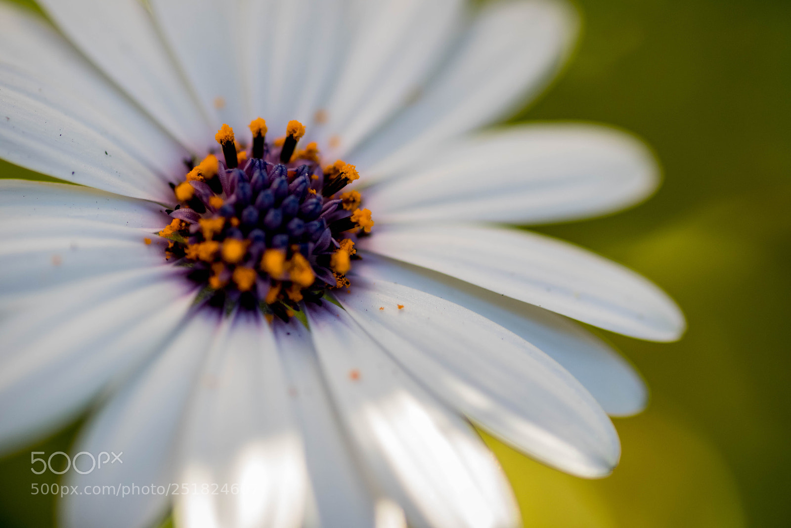 Nikon D810 sample photo. One from my garden photography
