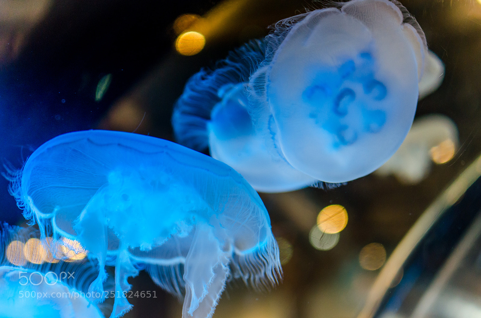 Nikon D5100 sample photo. Moon jelly photography