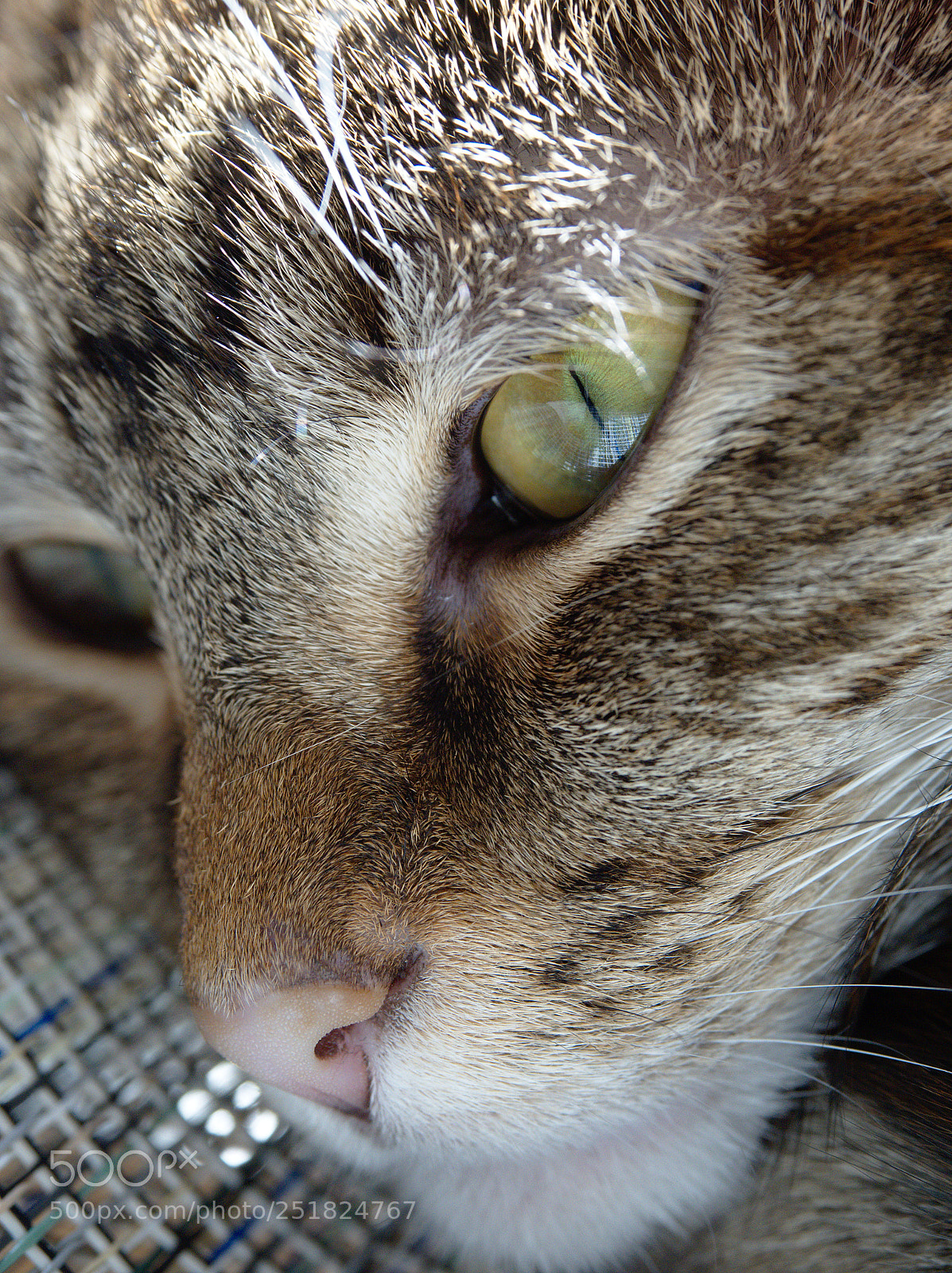 Olympus OM-D E-M5 II sample photo. P photography