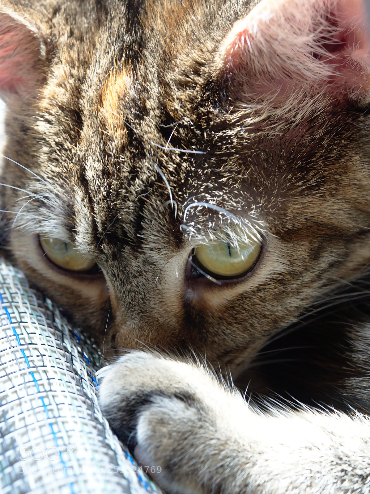 Olympus OM-D E-M5 II sample photo. P photography