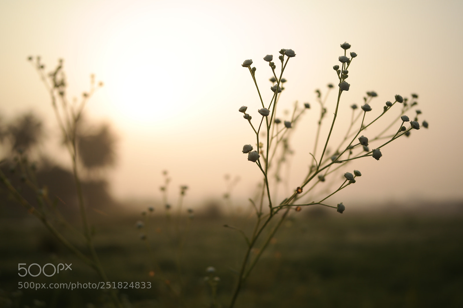 Samsung NX2000 sample photo. Morning ride season 2 photography