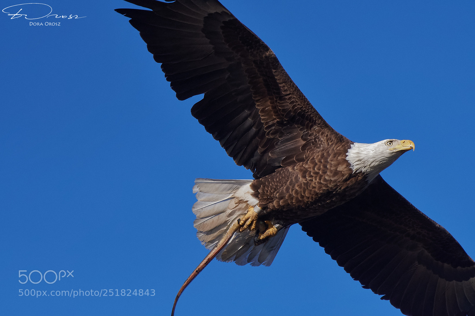 Nikon D500 sample photo. American bald eagle coming photography