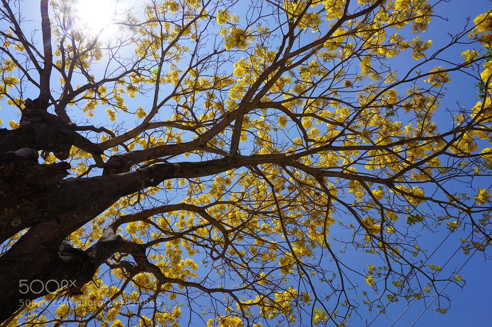 Sony a6000 sample photo. Yellow tree. gasp. photography
