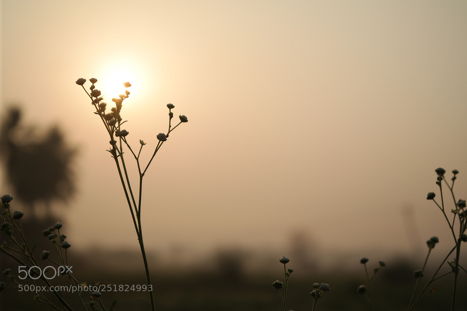 Samsung NX2000 sample photo. Morning ride season 2 photography