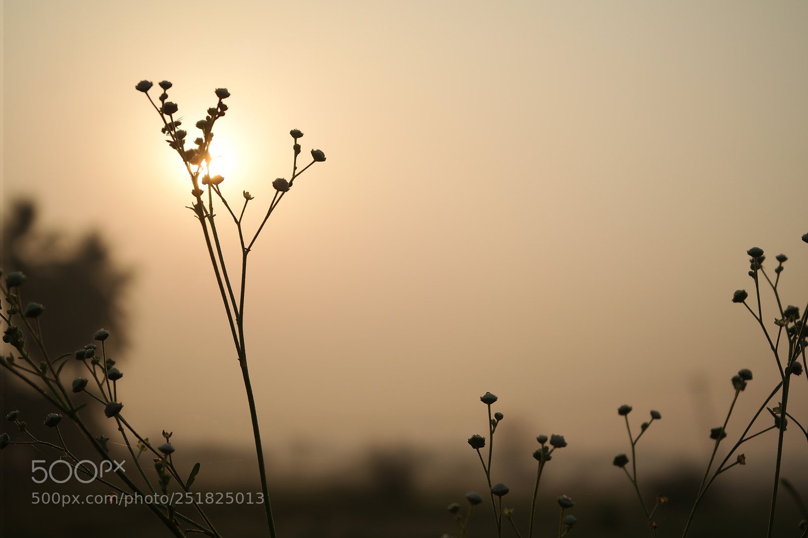 Samsung NX2000 sample photo. Morning ride season 2 photography