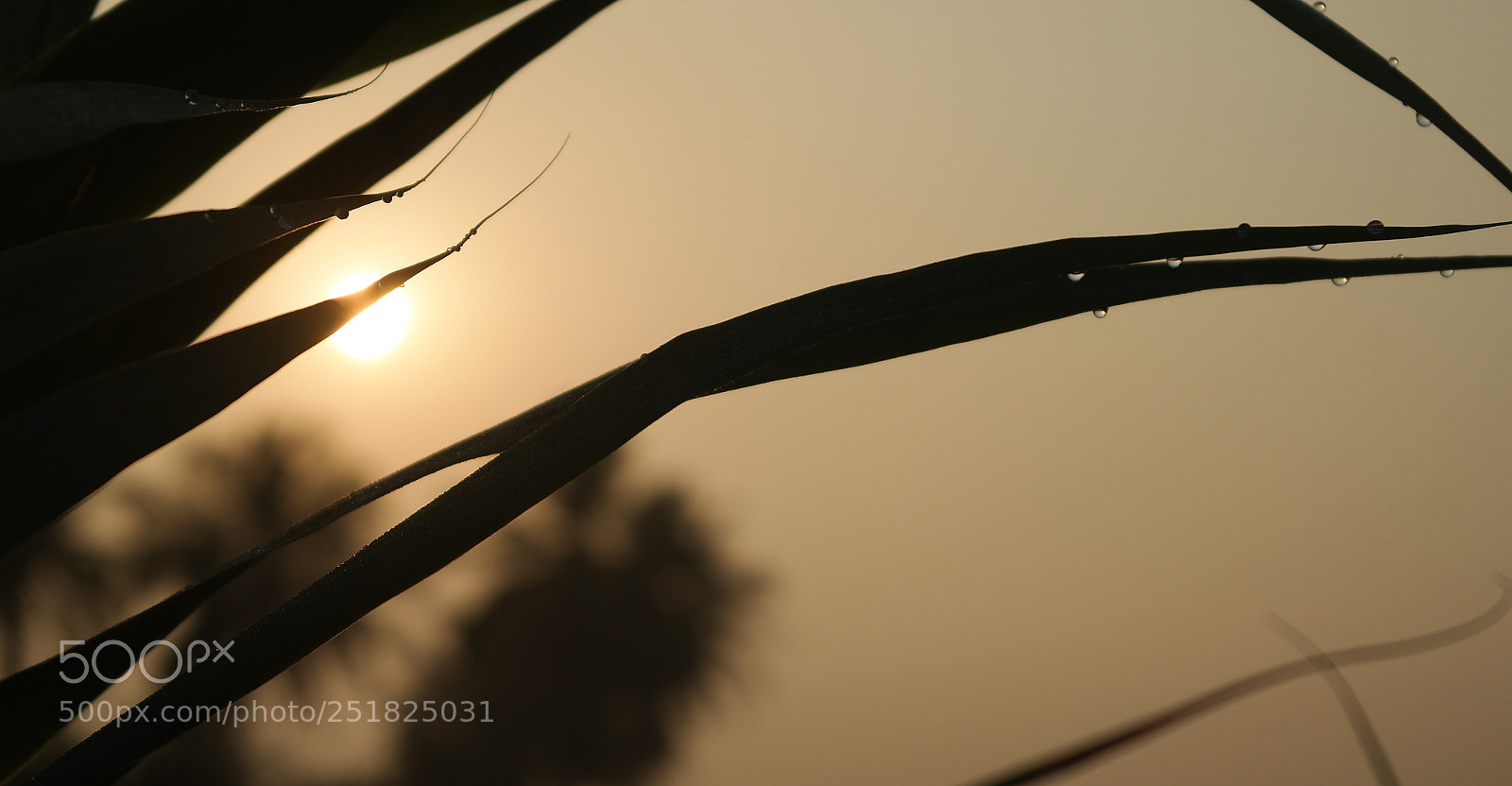 Samsung NX2000 sample photo. Morning ride season 2 photography