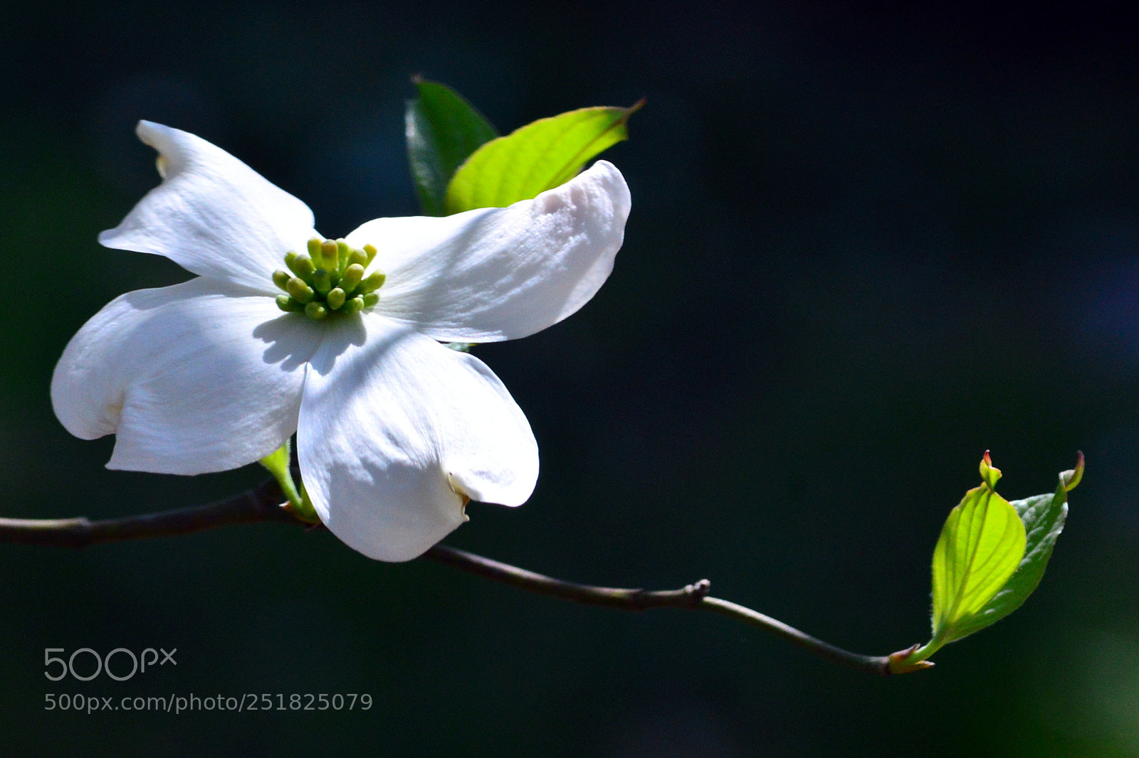 Nikon D3200 sample photo. Dogwood photography