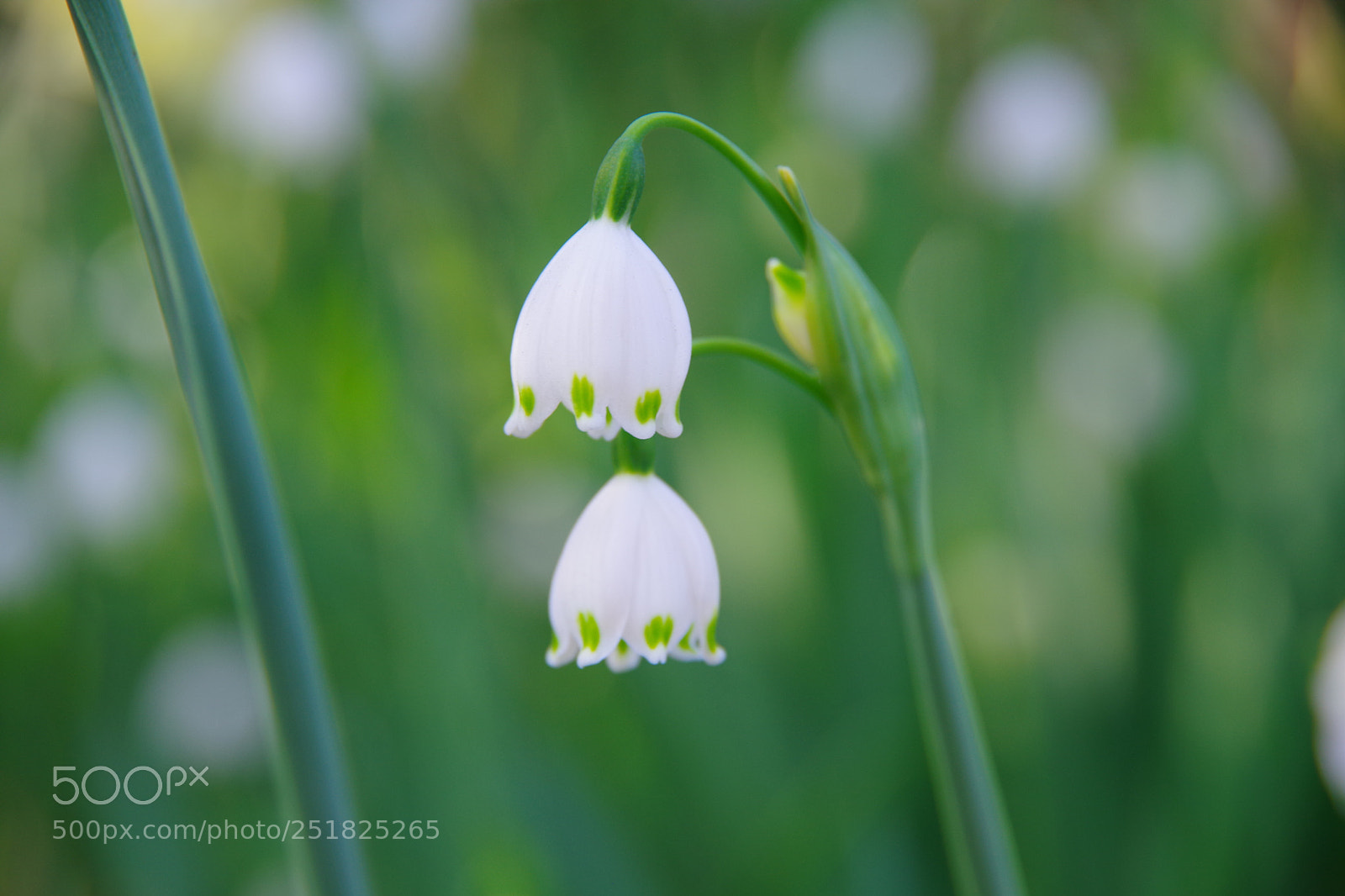Pentax K-70 sample photo. Untitled photography